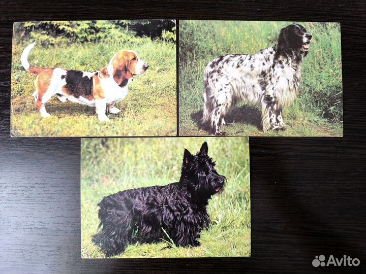 Открытки с собаками СССР 1989