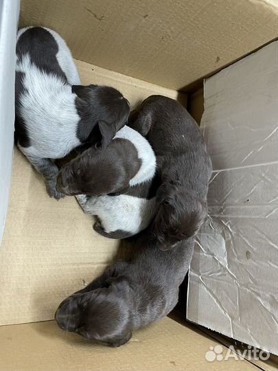 Щенки курцхара