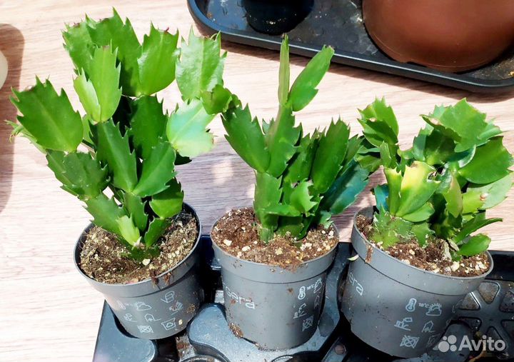 Декабрист шлюмбергера