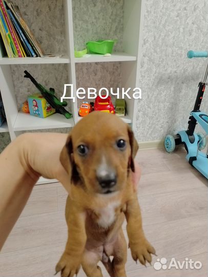 Карликовая такса щенки