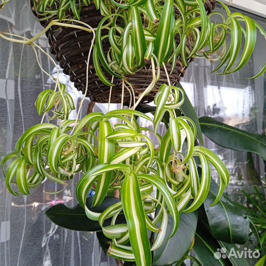 Комнатные растения цветы