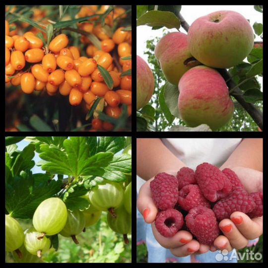 Сибирские зимостойкие саженцы