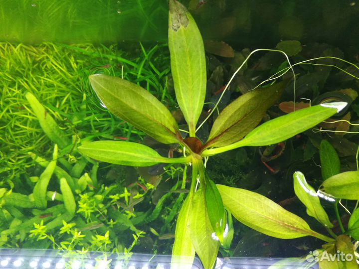 Аквариумные растения набором