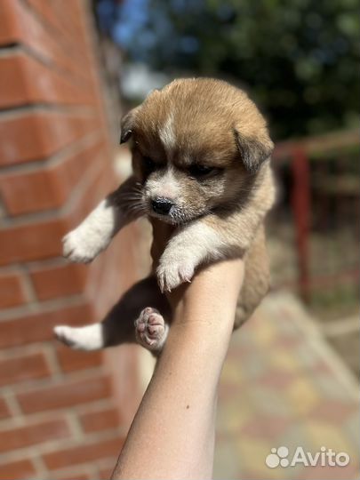 Щенки акита ину