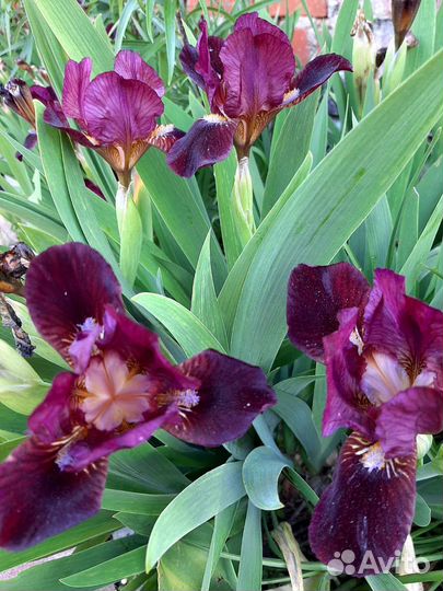 Ирис карликовый,хризантемка