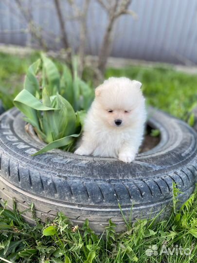 Щенки померанского шпица