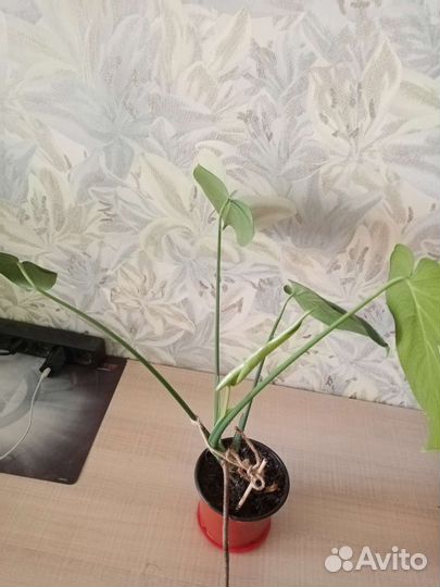 Монстера большая