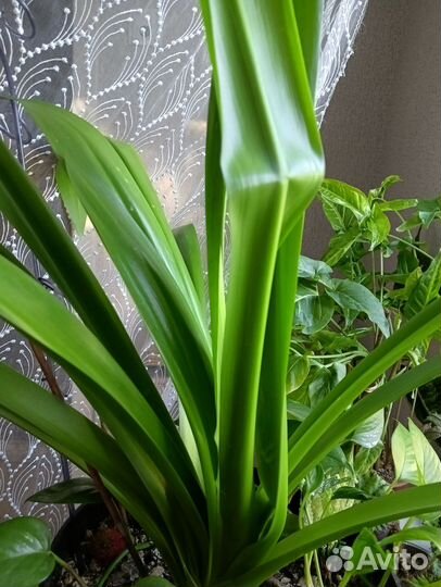 Цветы укорененные