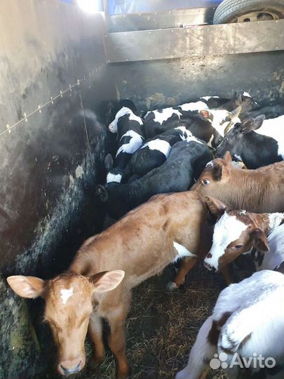 Бычки телята