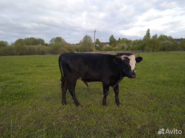 Быки на мясо живым весом