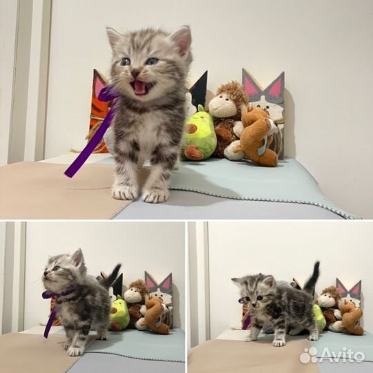 Шотландские котята