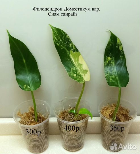 Филодендрон Доместикум вар/Сиам Санрайз