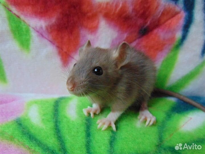 Крысята - дамбо, стандарт, клетки, гамак в подарок