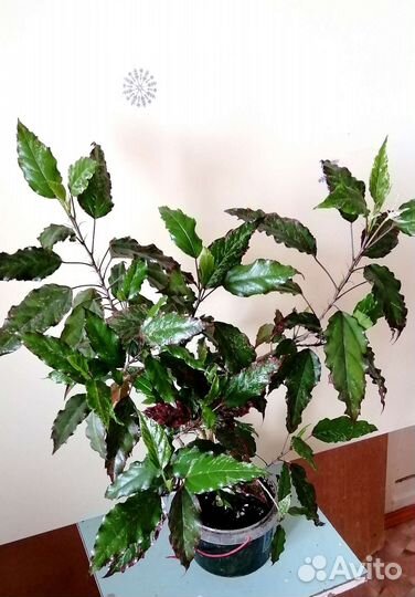 Гибискус (розан )