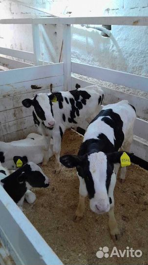 Телята телки бычки бесплатная доставка до двора