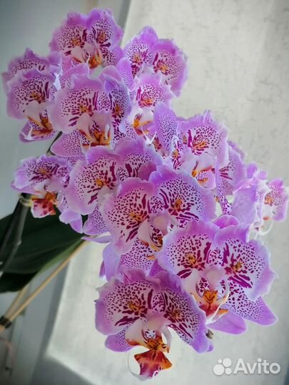 Орхидея фаленопсис