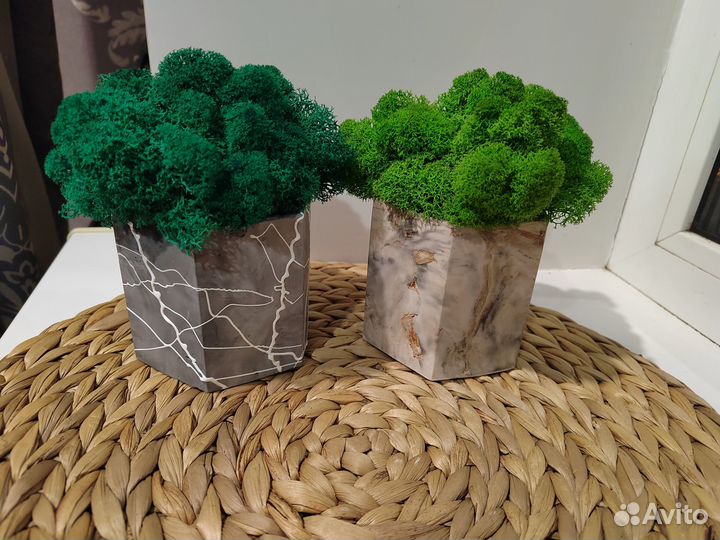 Стабилизированный мох в кашпо