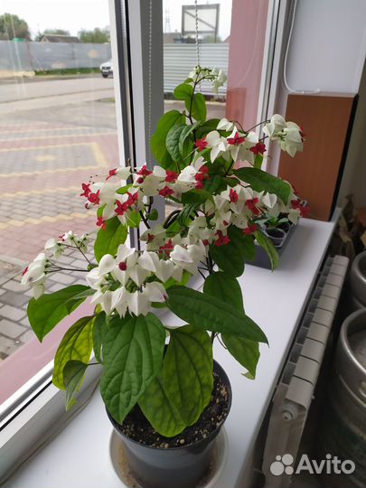 Клеродендрум Томпсона