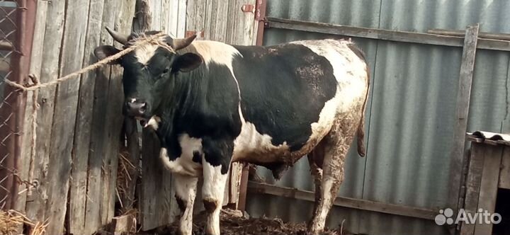 Бык производитель