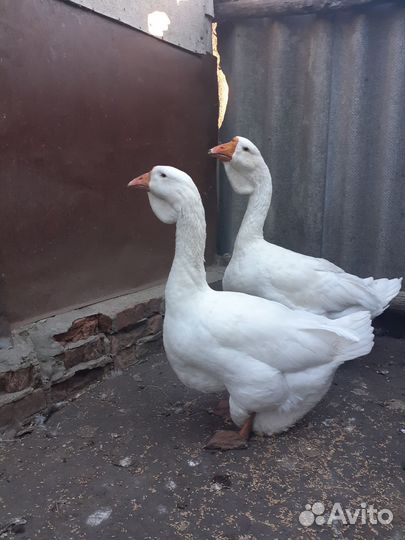 Холмогорские гуси. Тульские гуси
