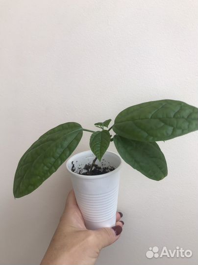 Клеродендрум томпсон