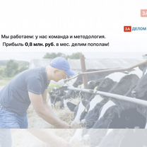 Животноводческое агентство в городе, Гарчак