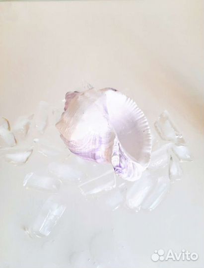 Гипсовая ракушка