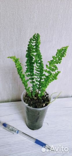 Нефролепис Spiral live (Спираль лив)