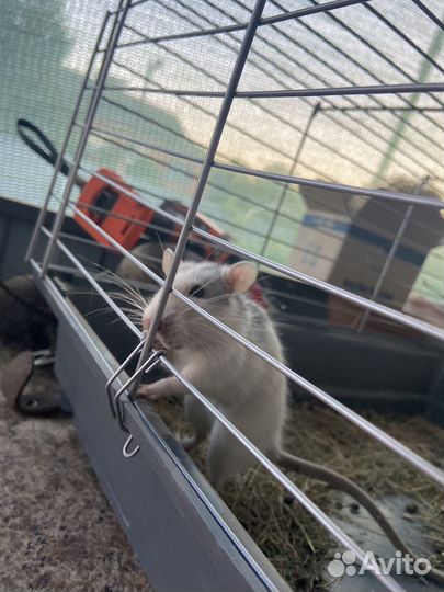 Крыса даром