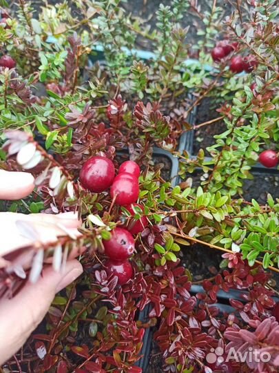 Клюква крупноплодная