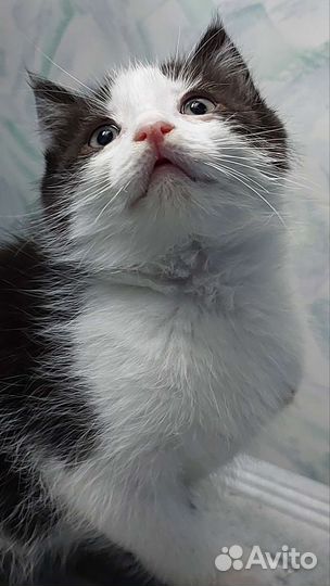 Котенок мальчик