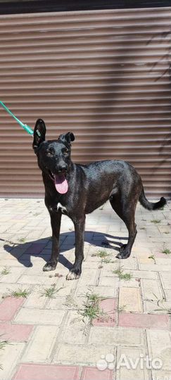 Молодая собака в добрые руки