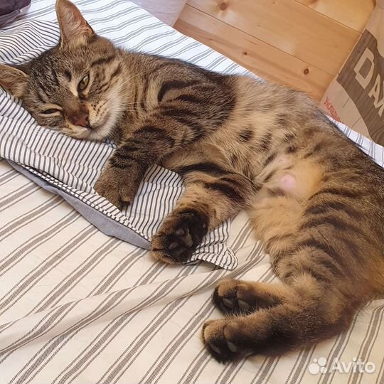 Кошечка миниатюрная стерилизована 1 год