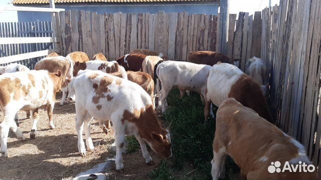 Бычки телята