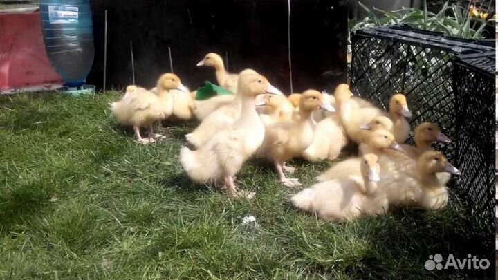 Утка SK-6 Орвия