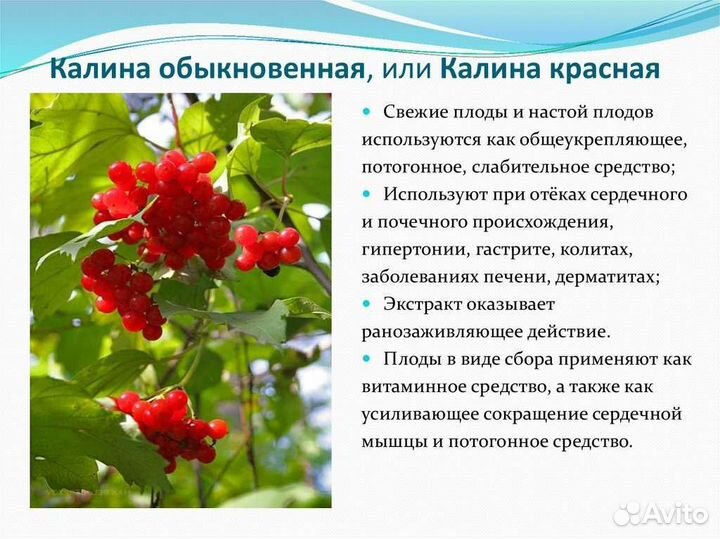 Калина красная ягоды