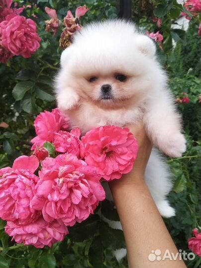 Мальчик Мишка Померанский шпиц