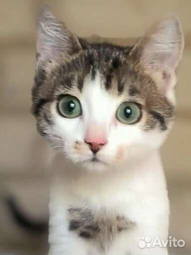 Ласковый котенок в добрые руки