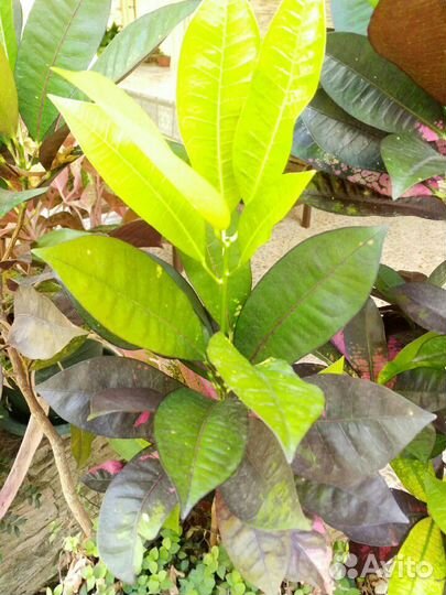 Кротон сорт Миссис Айстон