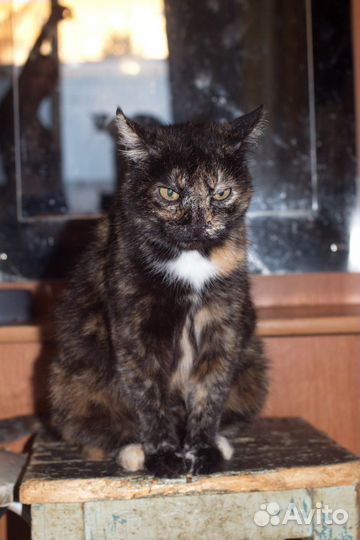 Кошка в дар