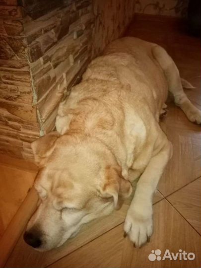 Лабрадор ретривер