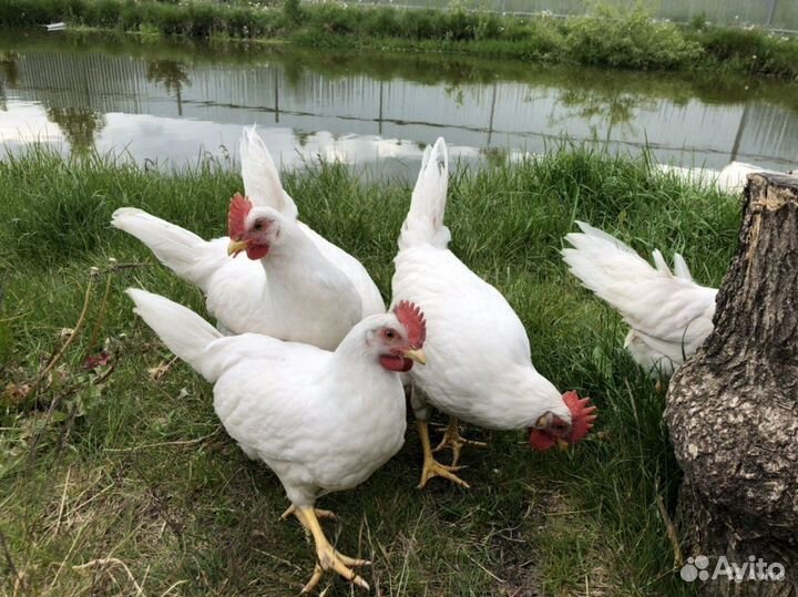 Куры несушки