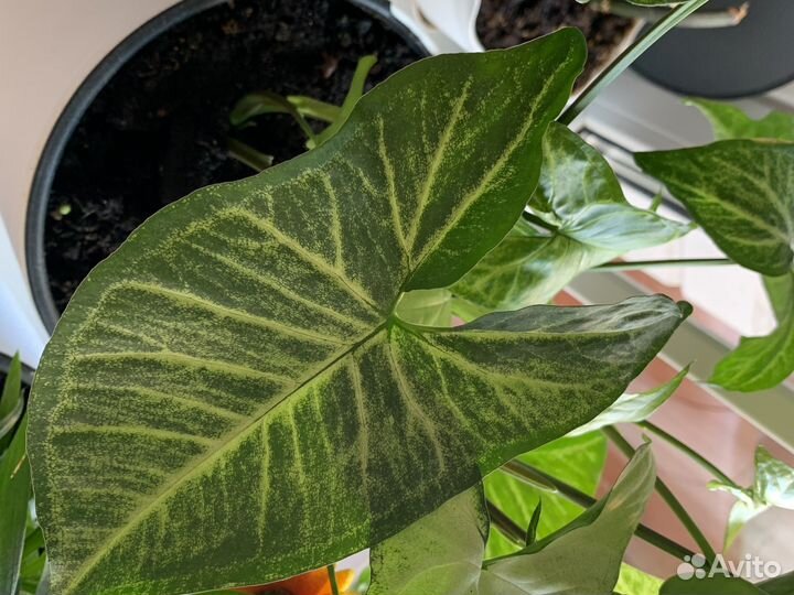 Цветок комнатный Сингониум