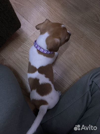 Щенки джек Рассел терьер мальчик