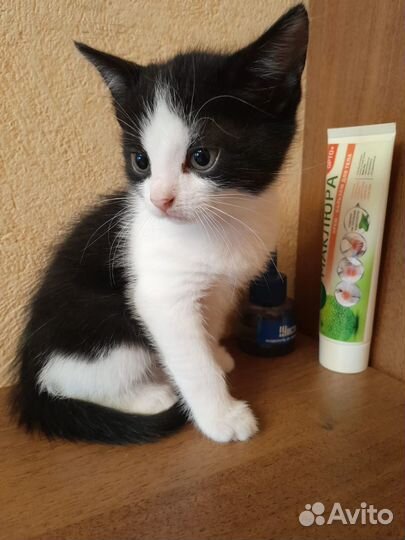 Котята домашние