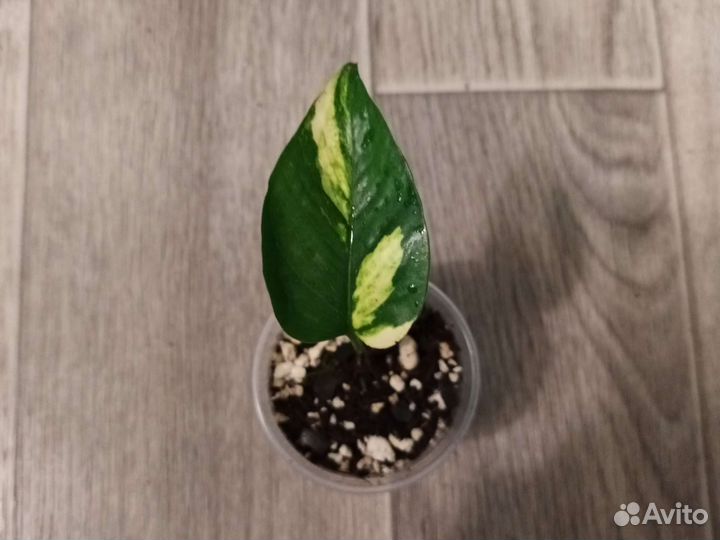 Эпипремнум/ сциндапсус