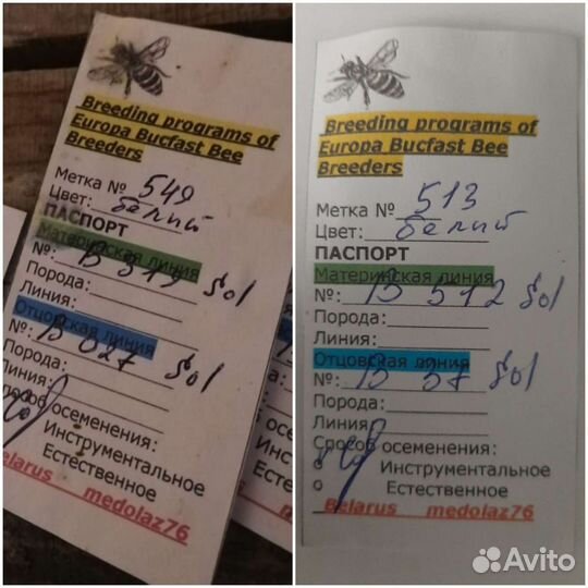 Пчеломатки и пчелопакеты Бакфаст