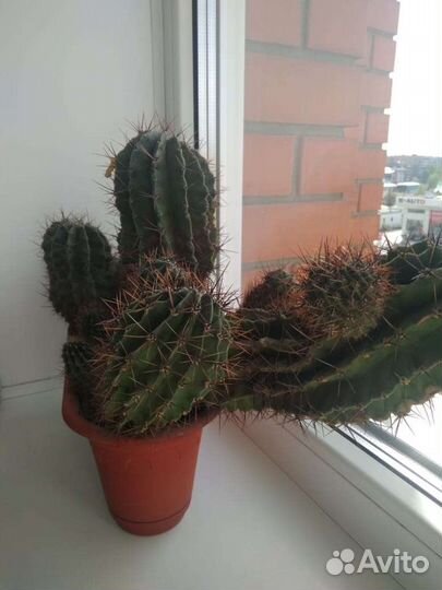 Шефлера, драцена, фиалки, замиокулькас, фикус