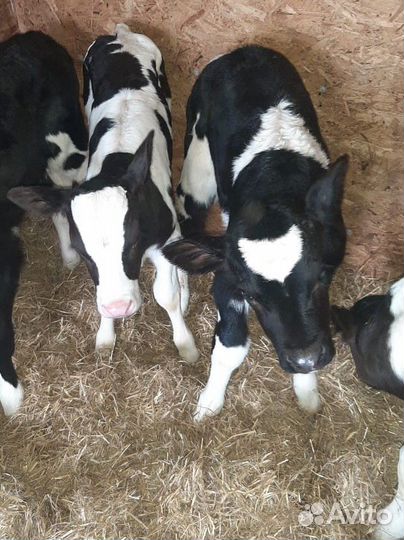 Бычки и телята