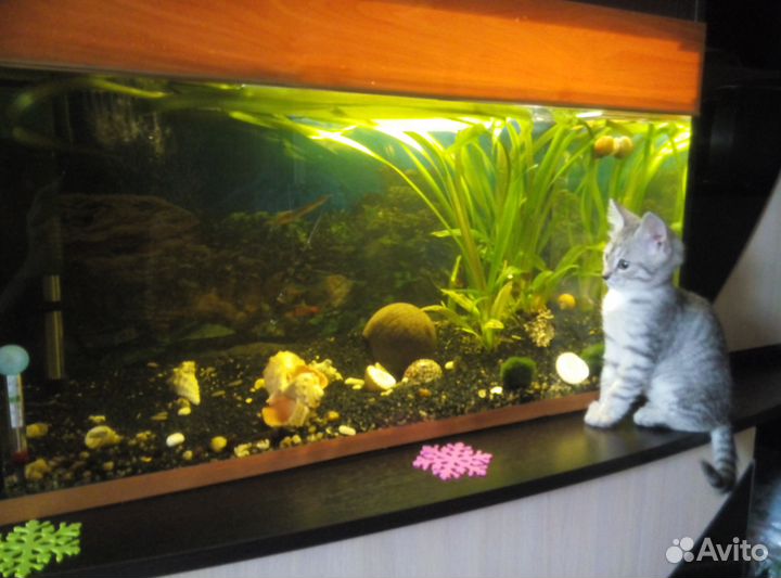 Аквариум